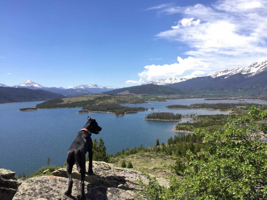 Winnie, Kate's puppy, overlooking Lake Dillon